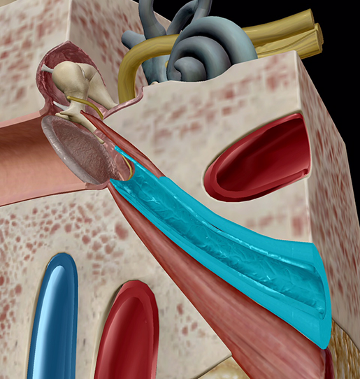 Five Cool Facts about the Middle and Inner Ear